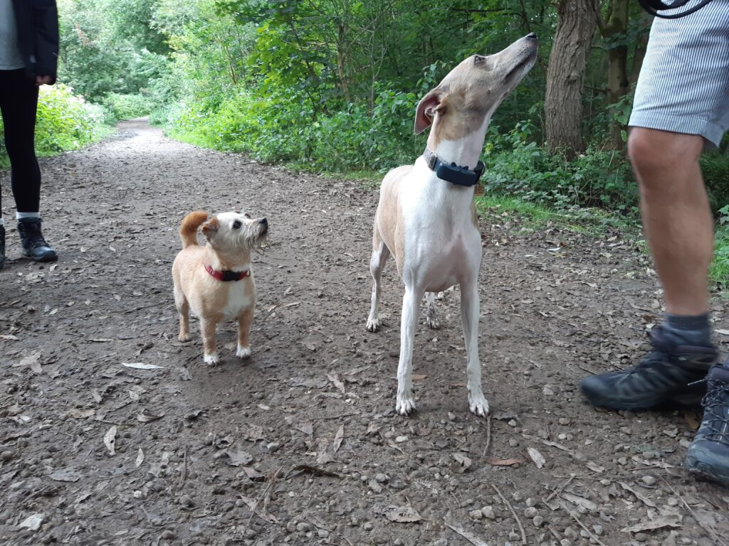 Millie and Henry, listening to new ideas...